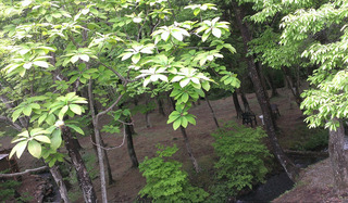 IMAG0576.jpg