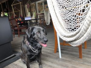 栃木県にある犬連れOKのレストラン